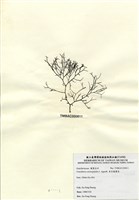 藏品(傘房龍鬚菜)的圖片